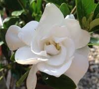 Gardenia 'jubilation' is recommended for foundation plantings, hedges, as a garden accent or specimen shrub. Jubilation Gardenia 2 5 Quart Shrub Shrubs For Summer Color Gardener Direct