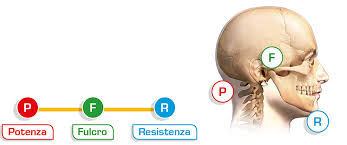 Corpo umano (sistema scheletrico, sistema muscolare, tessuti non ci sono striature, le proteine sono disposte nel citoplasma. Universal Kinesiology Leve Del Corpo Umano Cenni Di Biomeccanica Universal Kinesiology