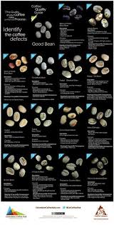 Coffee Defects Chart Biji Kopi Cangkir Kopi Pecinta Kopi