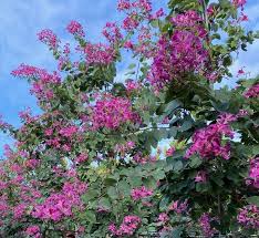 Image result for Bauhinia purpurea
