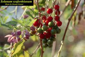 Image result for Solanum seaforthianum