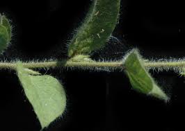 Image result for Seddera suffruticosa