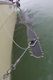 Sawfish A Big One Too These Are Extremely Rare As The Get Tangled In Nets Easily Save All Sharks Before Its Too Lat Verruckte Tiere Riesige Tiere Wassertiere