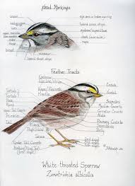 Sparrow Brown Bird With White Stripes On Wings And Tail Pin By Mindy Lighthipe On Contemporary Natural Science Illustration Bird Drawings Bird Sketch Nature Sketch