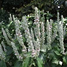 Image result for Justicia australis