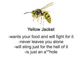 Someone Wrote A Funny Guide About Bees And Wasps And You