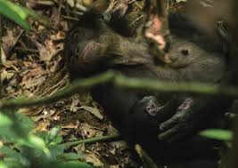 Image result for Allophylus congolanus