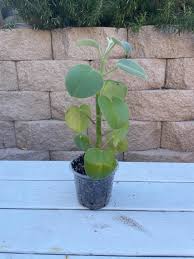 Image result for Ceropegia incana