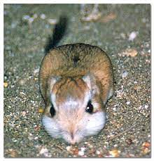 Kangaroo Rats Desertusa