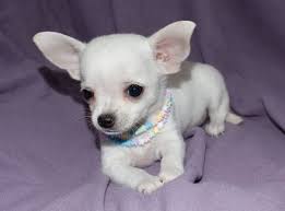 The teacup chihuahua (a.k.a micro chihuahua, mini chihuahua, and miniature chihuahua) is when getting a miniature chihuahua, make sure you're not encouraging these practices as they are. Micro Mini Chihuahua Mini Chihuahua Cachorros En Chiriqui Grande Chihuahua Puppies Cute Chihuahua Cute Animals