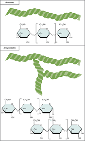 Structure And Function Of Carbohydrates Biology For Majors I
