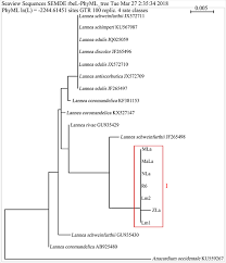 Image result for Lannea antiscorbutica