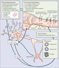Telling the person you're dating that you have ms. Progressive Multiple Sclerosis Prospects For Disease Therapy Repair And Restoration Of Function The Lancet