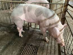 Continuând, sunteți de acord cu politica de confidențialitate și cookie și acceptați modul în. Microferma Porci Pietrain Santana Arad AcasÄ Facebook