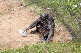 Amzn.to/sqyaim don't miss the hottest the film deals with the infamous kommando 52, which was active in the 1960s civil war in the congo. Where To Film Bonobos In Dr Congo Local Fixer Near Salonga Np