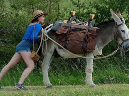 Check spelling or type a new query. My Donkey My Lover I Review Eat Bray Love And French Manners Movies The Guardian