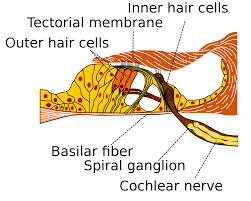 Tectorial Membrane Wikipedia
