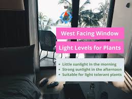 Indirect light is sunlight that either passes through a medium—a window shade or the leaves of a tree—or reflects off another surface before reaching a plant. Light Levels For Plants Explained Best 101 Guide Ever