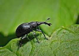 Wir haben seit einiger zeit winzig kleine, schwarze käfer in der wohnung. Schwarze Kafer Haufige Arten Und Die Bekampfung Gartenrevue De