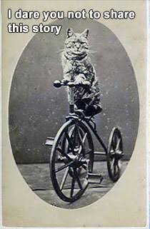 LOLCat Jr. rides a bike