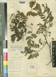 Image result for Albizia glaberrima