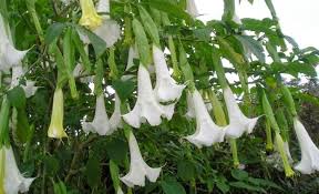 Kamu bisa mendapatkan bijinya dengan harga rp. Cara Mudah Menanam Dan Merawat Bunga Terompet Di Pekarangan Rumah Bagi Pemula Faunadanflora Com