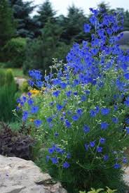 Butterfly Blue Delphinium This Is My First Year Trying To Grow Delphinia Hope I Get Something Even Half As Pretty A Guzel Bahceler Cicek Bahcesi Mavi Bahce