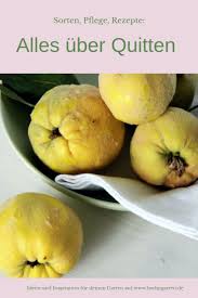 Quitten Altes Obst Neu In Mode Mit Rezept Fur Quittengelee Und Sirup Quitten Quitte Rezepte Mit Obst