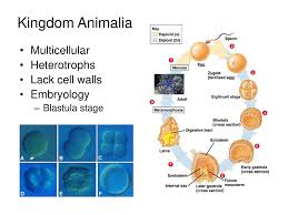 Most animals are capable of complex and relatively rapid movement compared to plants and other organisms. Kingdom Animalia Multicellular Heterotrophs Lack Cell Walls Embryology Ppt Download
