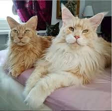 Both male and female maine a surrogate mother cat carried the embryo and — voilà — a kitten similar in appearance and personality to little. This Breathtaking Maine Coon Cat Is Seriously Huge And That S Why He S Cats On Catnip