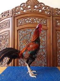 Ayam brand became an international brand distributed in more than 30 countries on 3 continents and is. Ayam Jual Hewan Peliharaan Terlengkap Di Ambarawa Olx Co Id