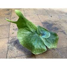 Image result for parožnatka Platycerium