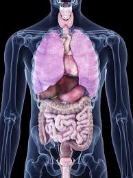 See more ideas about human body organs, body anatomy, anatomy. Illustration Of Human Organs In Body Silhouette Intestine Biological Stock Photo 243434036