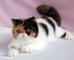 I'm located in lansing, michigan. Exotic Shorthair Cat Kittens Facts Personality Price Breeders Animals Adda