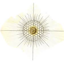 Image result for Stereochlaena