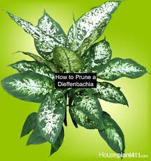 How To Prune A Dieffenbachia And Other Care Tips At Https Www Houseplant411 Com Houseplant How To Grow Care For A Dieffe Dumb Cane Plant Plants Cane Pruning