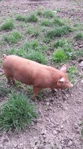 Call us for friendly advice & information. Pbnr Tamworth Weaners For Sale In Laois On Donedeal Pigs For Sale Pig Tamworth