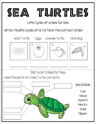 All About Sea Turtles In 2020 Turtle Life Cycle Sea Turtle Life Cycle Life Cycles