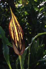 Image result for Lasimorpha