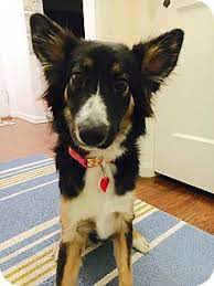 Los Angeles Ca Border Collie German Shepherd Dog Mix Meet Farrah A Dog For Adoption Http Border Collie Puppy Training Border Collie Cute Dogs And Puppies