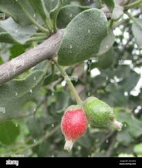 Image result for Erianthemum ngamicum