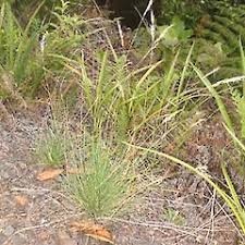 Image result for Rytidosperma davyi