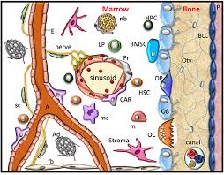 Director of ad operations at barstool sports. Frontiers Eph Ephrin Signaling Mediates Cross Talk Within The Bone Microenvironment Cell And Developmental Biology