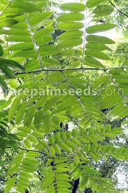 Image result for Toona