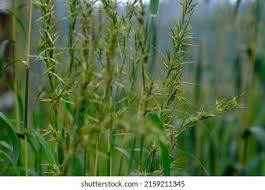 Image result for Cymbopogon pospischilii