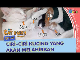 Kucing merupakan hewan yang paling banyak dipelihara oleh manusia. Diary Kucing Eps 34 Ciri Ciri Kucing Yang Akan Melahirkan Youtube