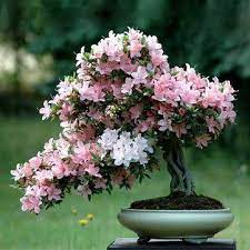 10pcs Rare Sakura Seeds Cherry Blossoms Seeds Garden Flower Bonsai Tree Bonsai Flower Cherry Blossom Bonsai Tree Bonsai Azalea