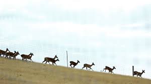Make note of the height and mesh you need. Pros And Cons Of Popular Types Of Deer Fencing