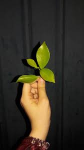 pin by هبة بندق on صور خلفيات beautiful photography plant leaves photo