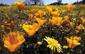 Camp san luis obispo at one time served as an infantry division camp and cantonment area for the us army during the second world war. Slo County Wildflowers Here Are The Best Viewing Spots This Spring San Luis Obispo Tribune